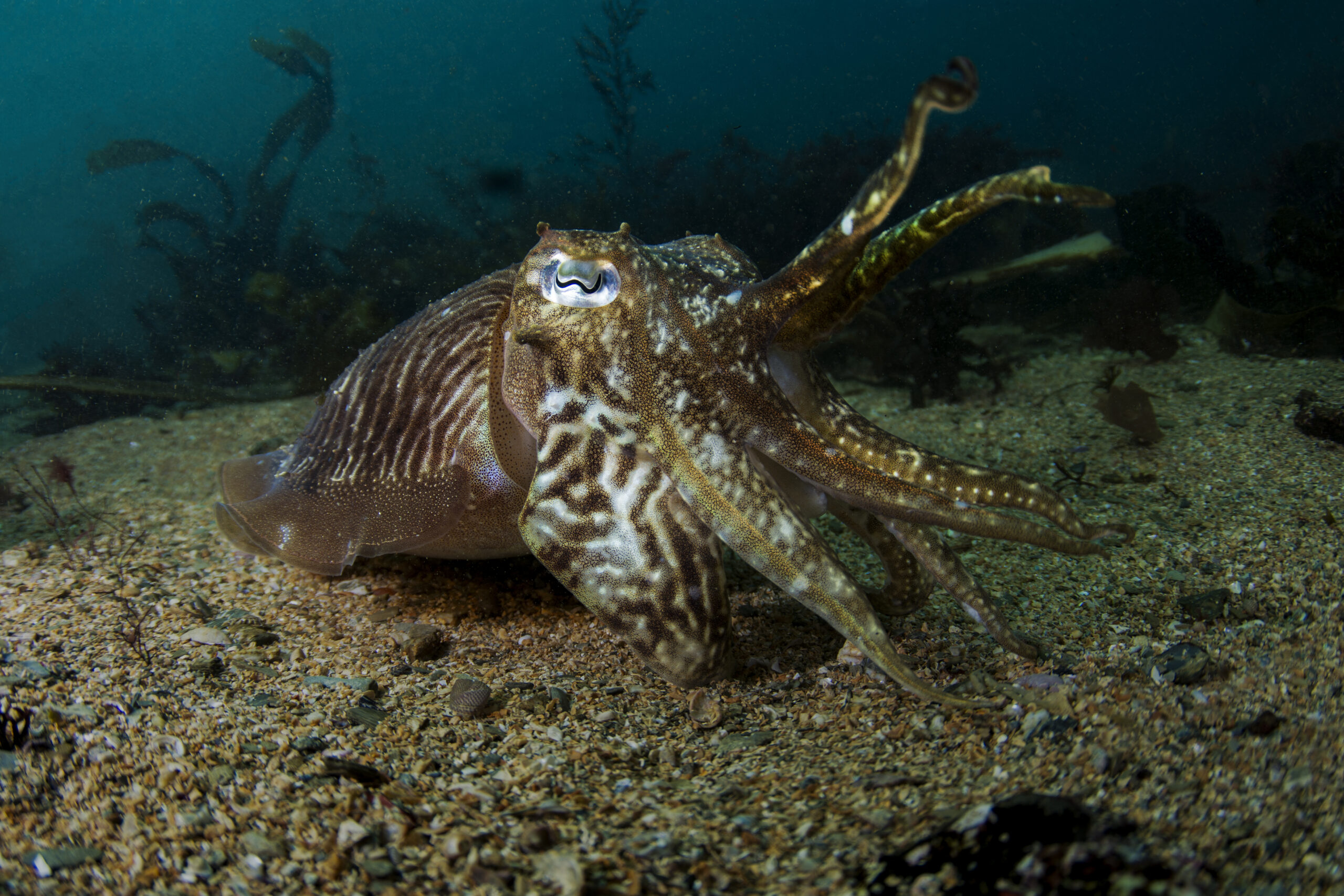 CuttleFish