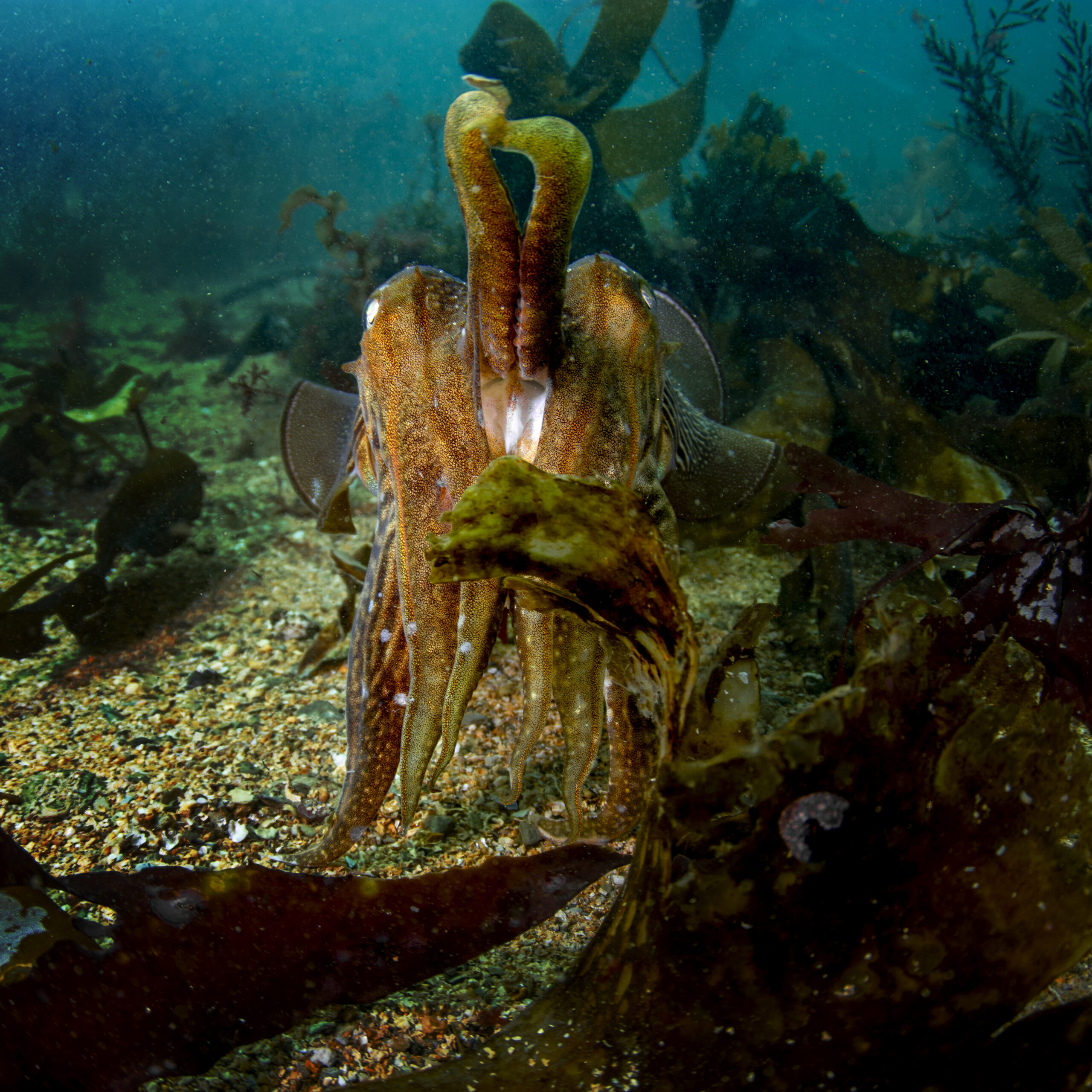 Cuttle-Fish Wave