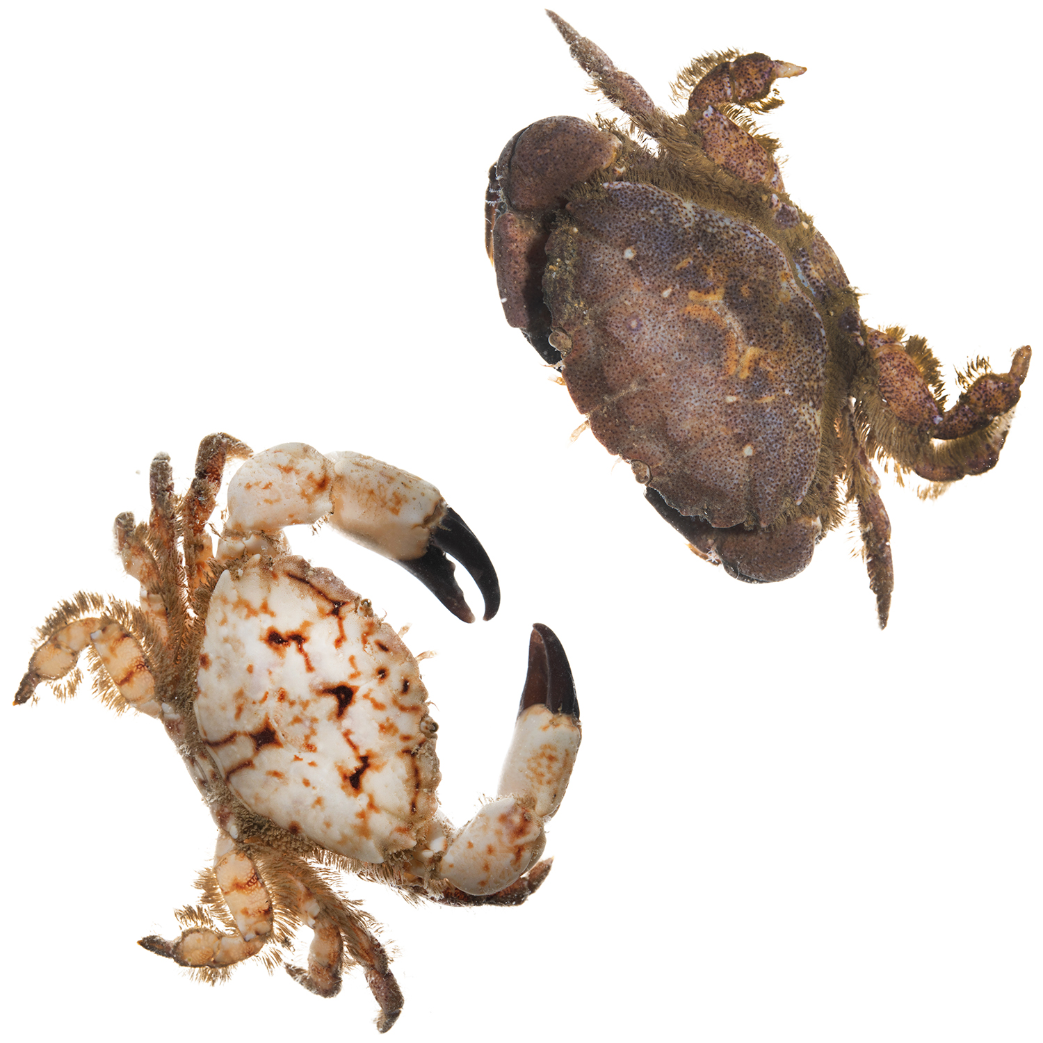 Risso Crabs