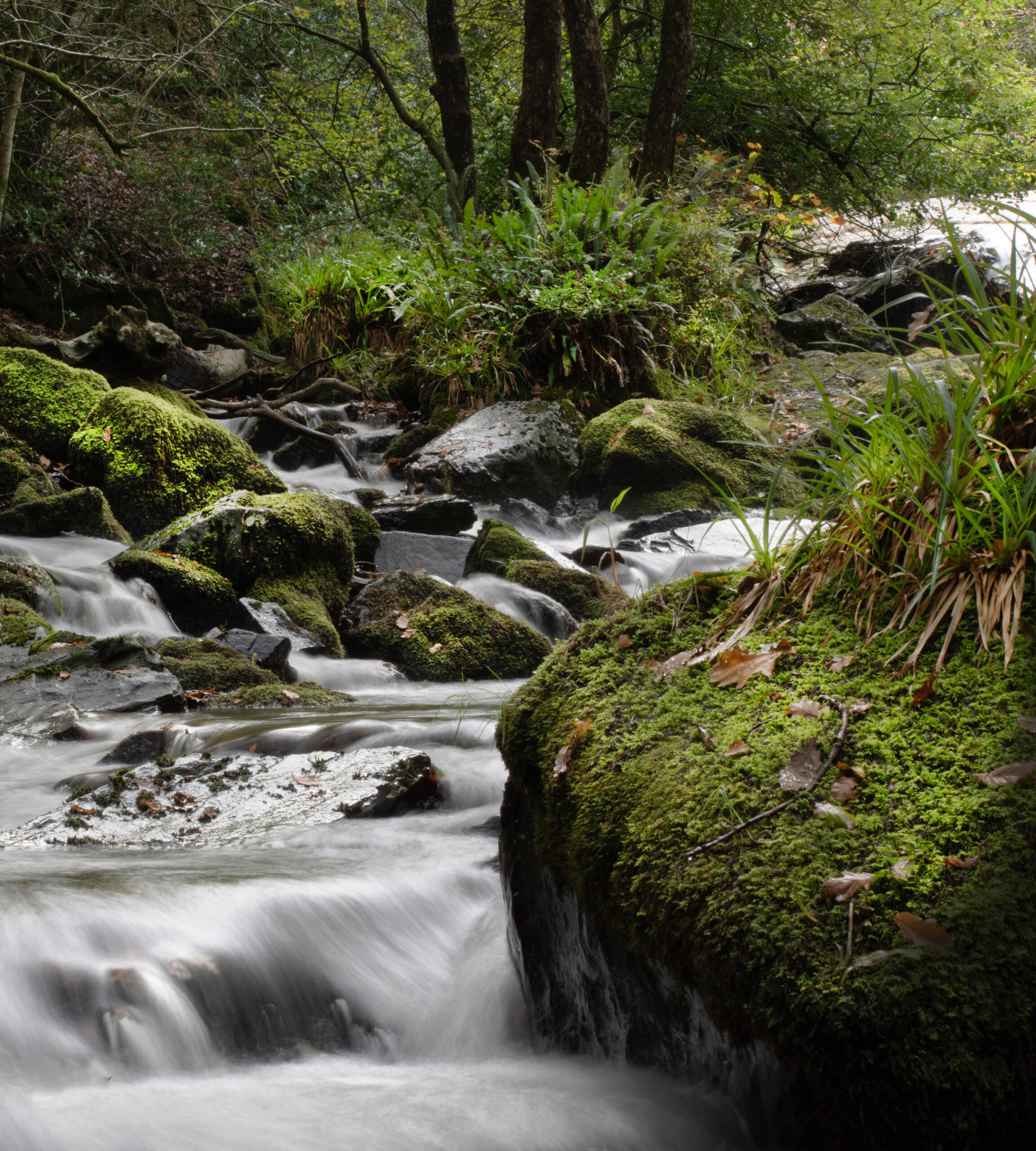 Dartmoor Stream