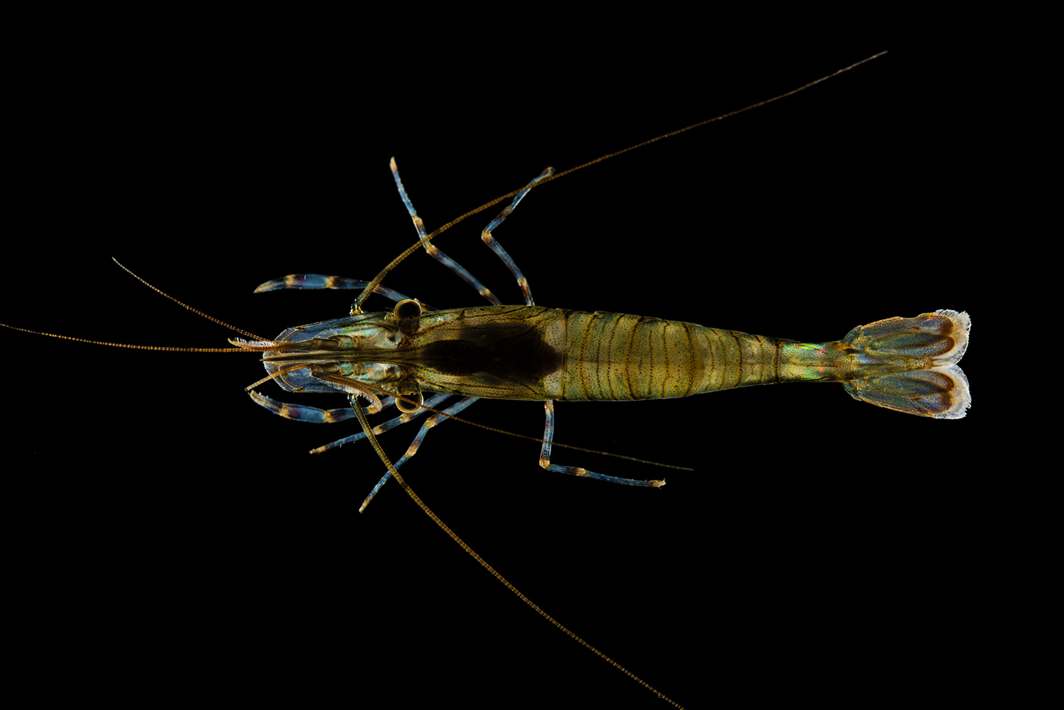 The common prawn