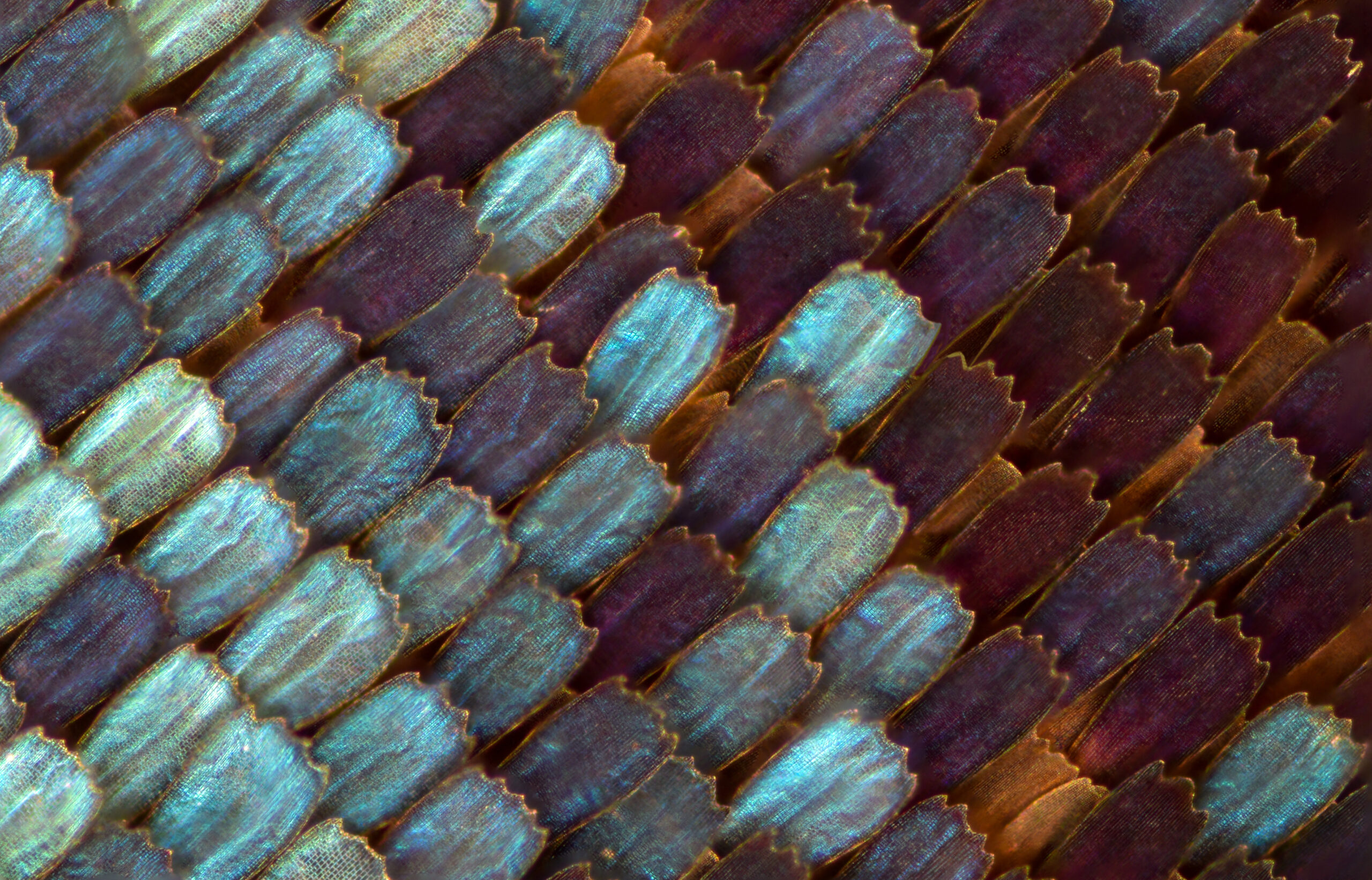 Butterfly scales