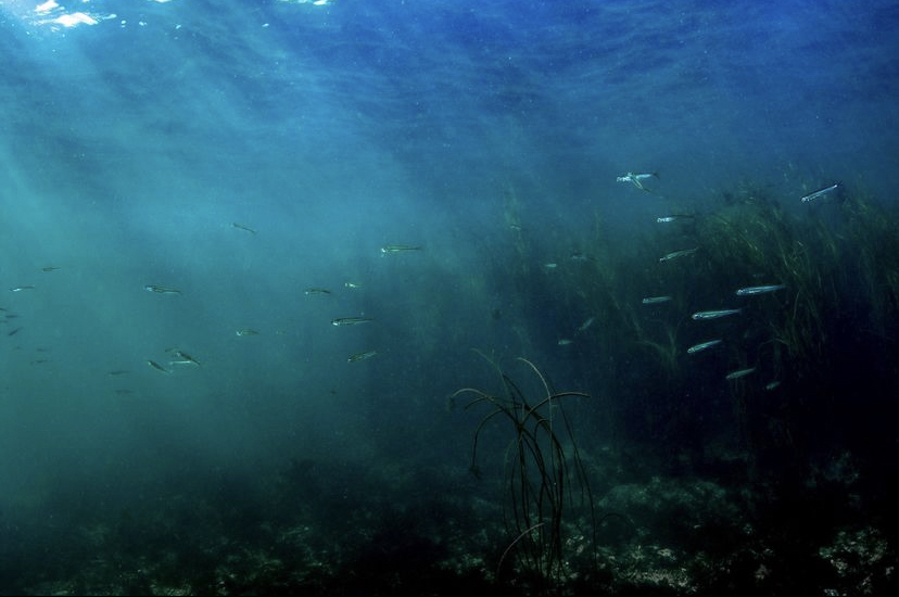 School of juvenile fish