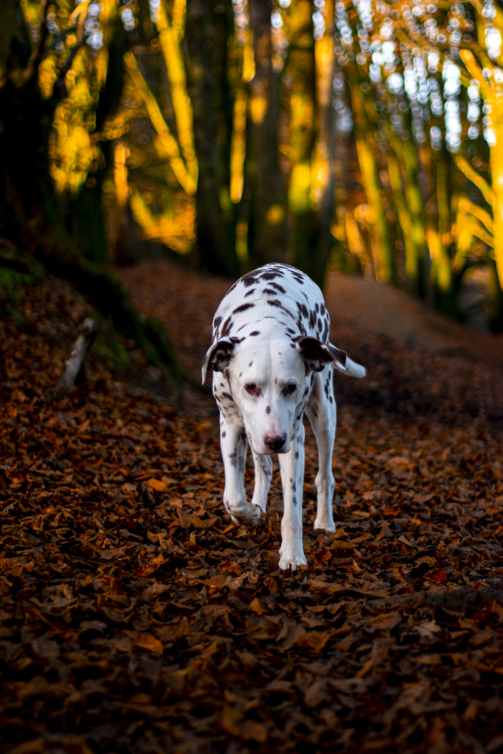 Autumnal Stroll