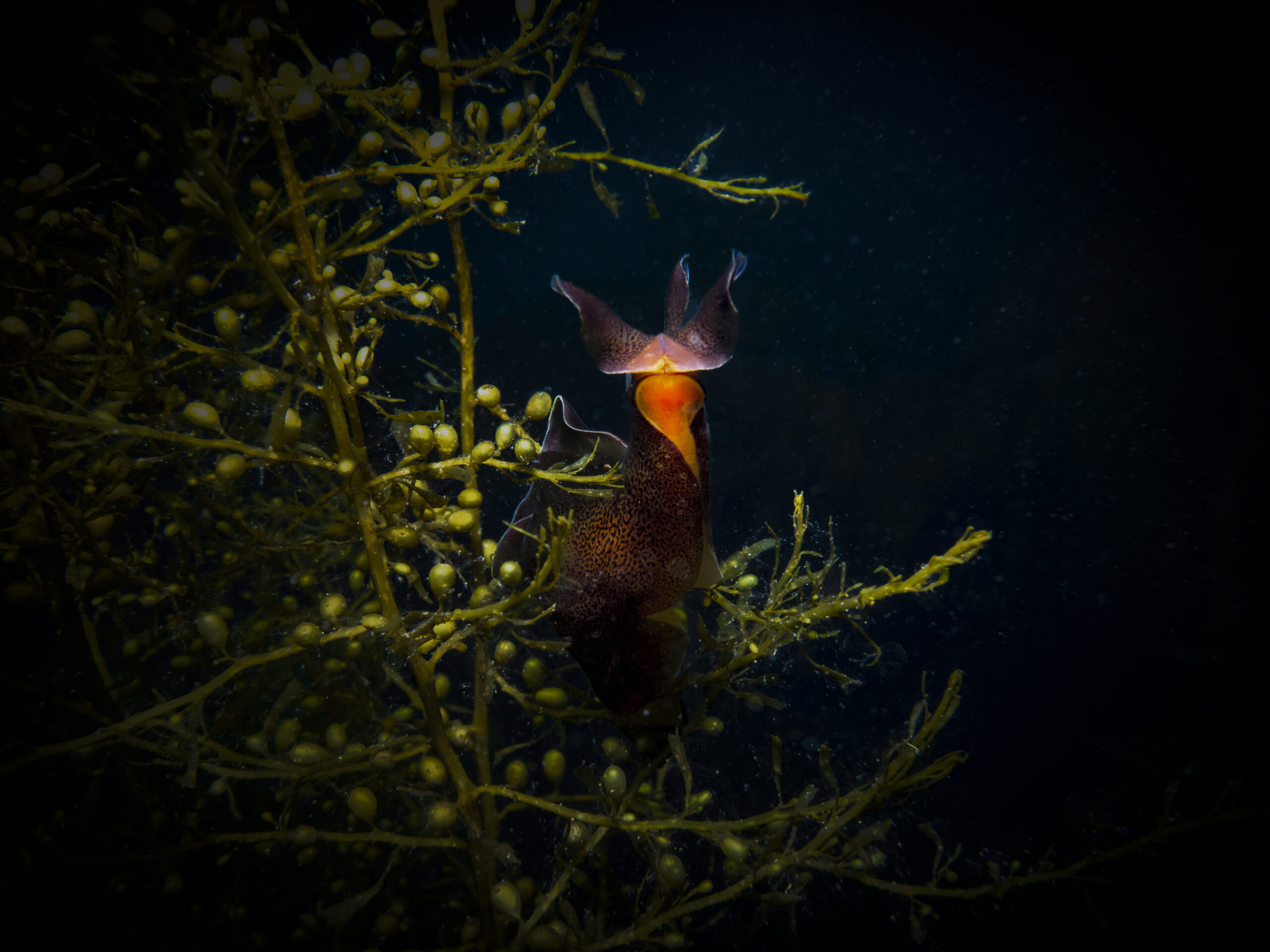 The regal sea Hare