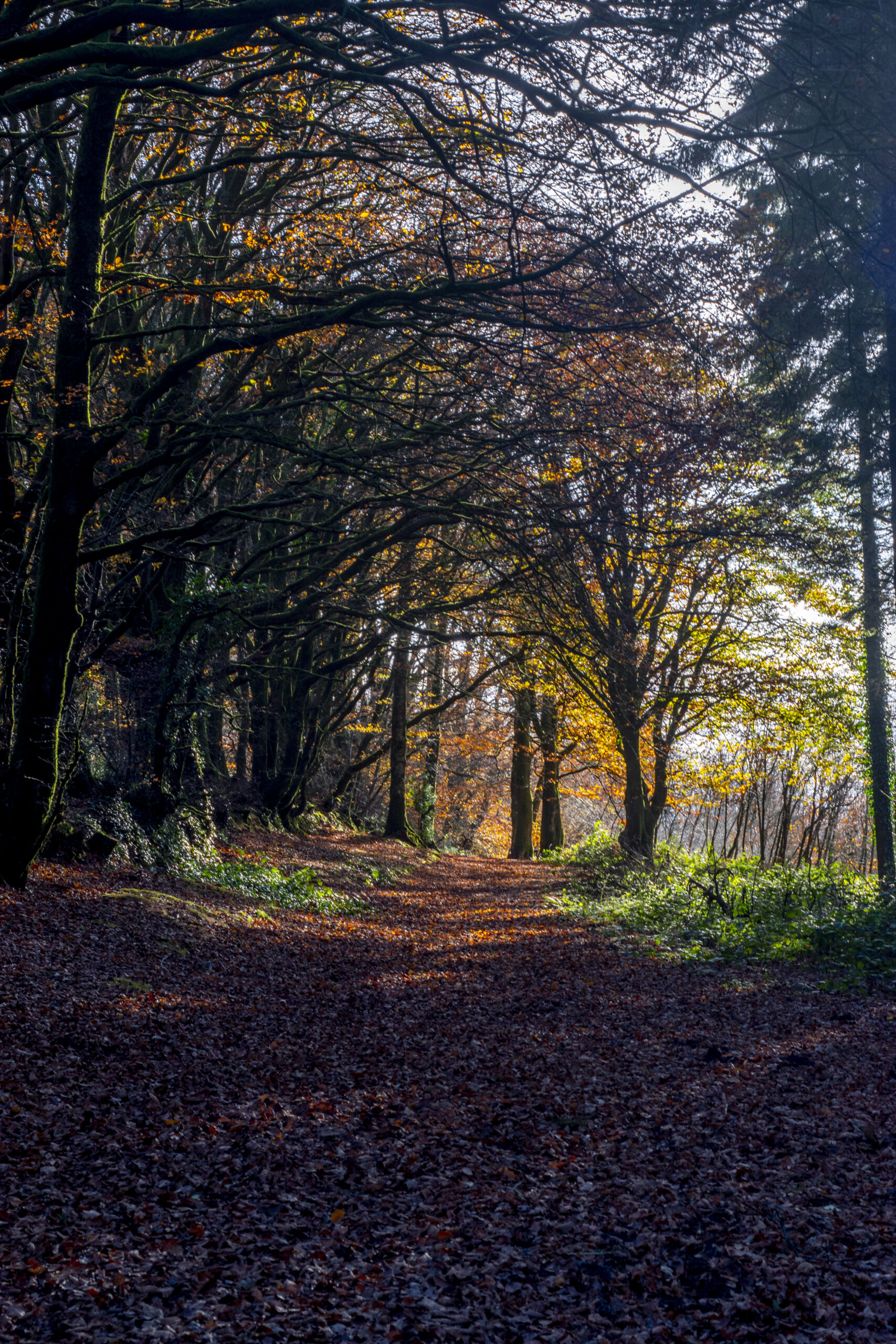 Oak Tunnel